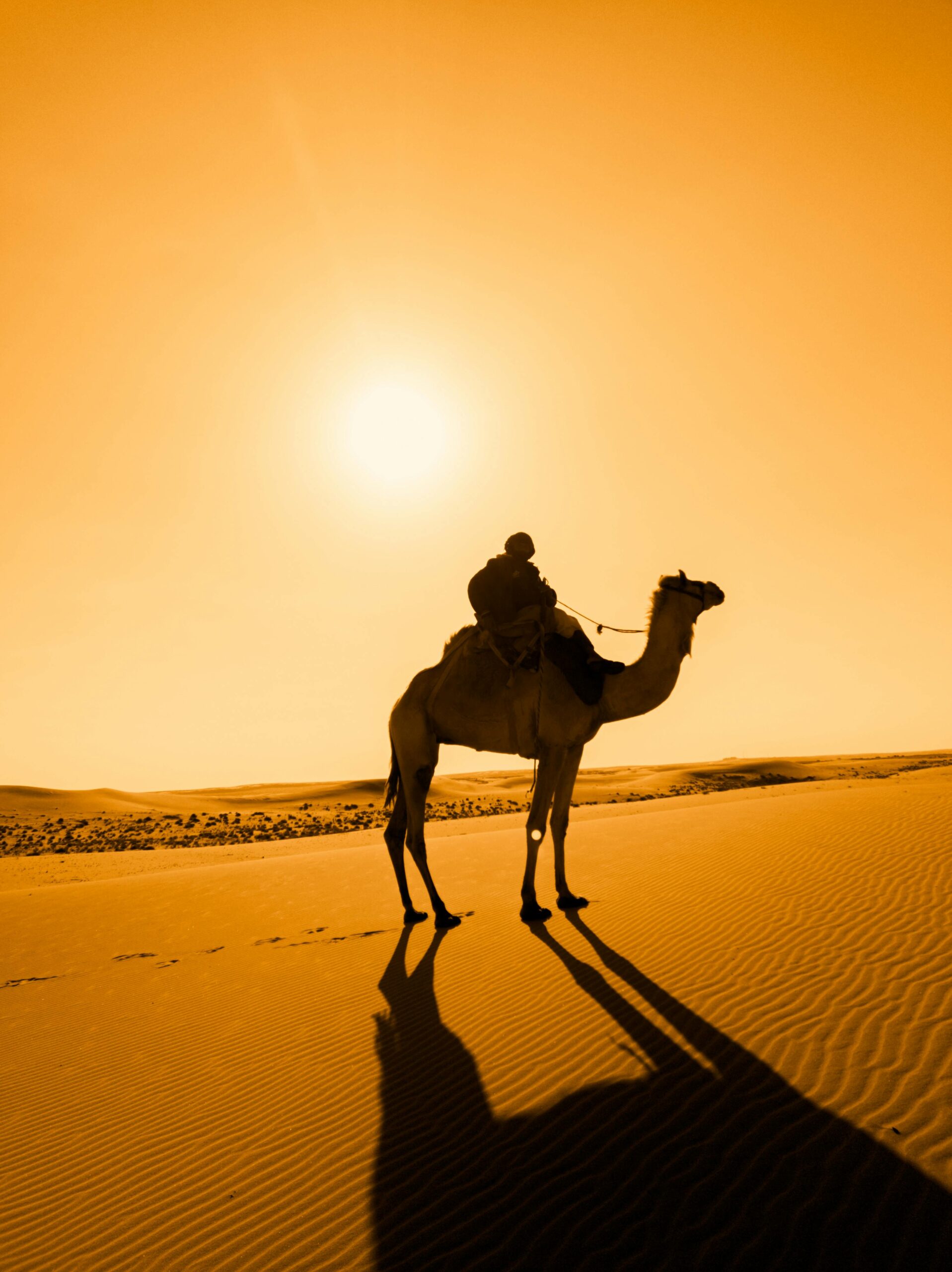 Camel in the Sahara dunes on a Marrakech to Merzouga desert tour